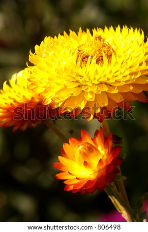 Strawflower Flowers on Yellow And Orange Straw Flowers Stock Photo 806498   Shutterstock