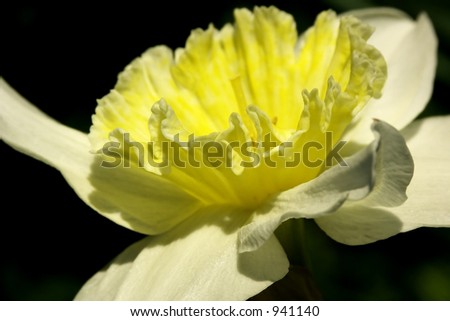Soft Yellow Daffodil Closeup with Ruffled Short Trumpet Center