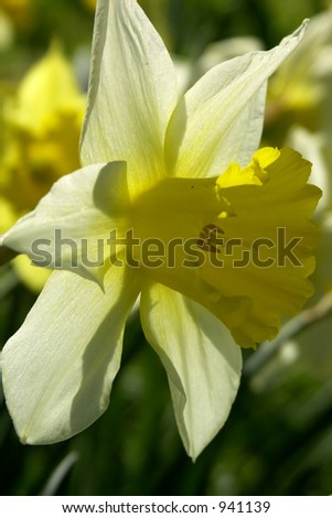 Soft Yellow Daffodil Closeup