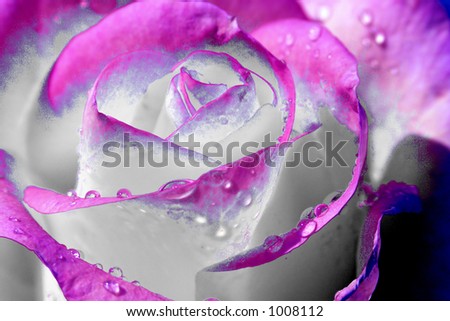 Pink and White Rose with water drops on petals - macro