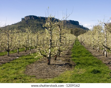 Pear Orchard Rows with Spring White Blossoms - SEE MORE IN MY GALLERY