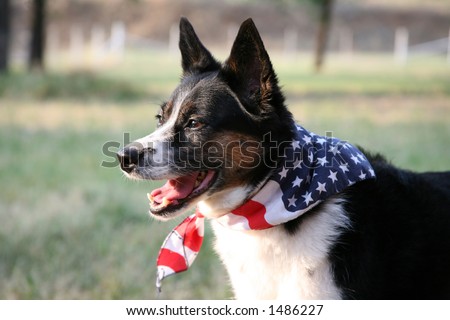 American Pride - Dog with Flag Bandanna