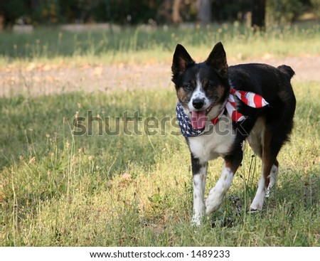 Patriotic Dog with USA Flag Bandanna Walking through Grass in the Country