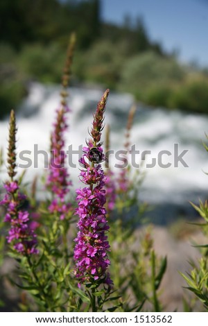 Purple Loosestrife Oregon Wildflowers growing along the Rogue River