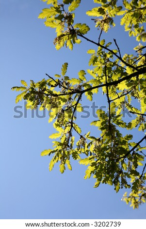 New Green Springtime Oak Leaves against Blue Sky