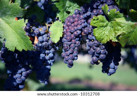 grape on vine