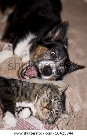 Sleeping Cat and Dog about to Attack