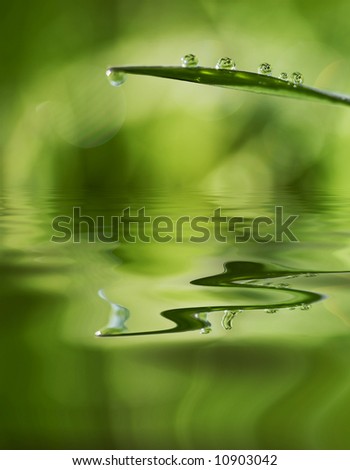 Water Beads on Blade of Grass Reflecting in Water