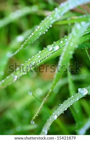 Beads of Water Frozen on Blades of Grass