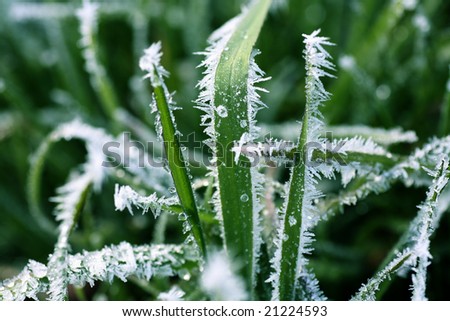 Frost Covered Blades of Grass Macro
