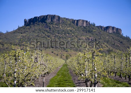Pear Orchard with Table Rock in background - Central Point, Oregon