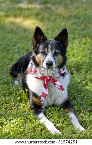Heeler Mix Breed Dog with Flag Bandanna