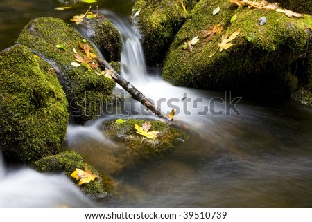 Water Cascading over Green Moss covered Rocks with Fall maple Leaves