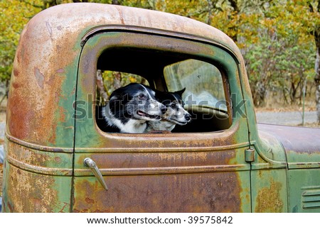 Two Dogs, Border Collie and Heeler Mix sitting in an old truck