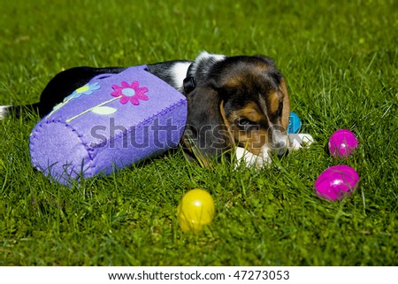 Cute Beagle Puppy Playing with Easter Eggs and Basket