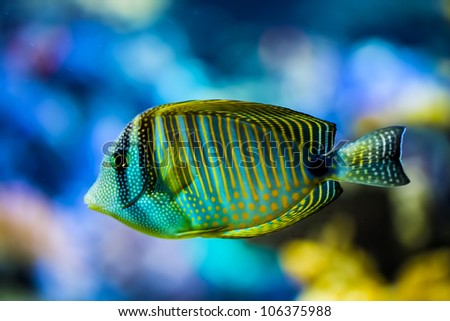 reef fish, butterfly fish isolated