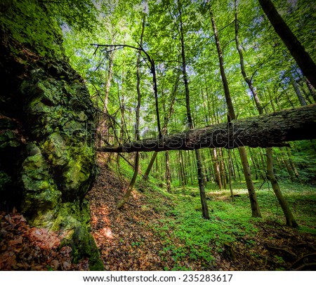 Primeval forest in Southern Poland