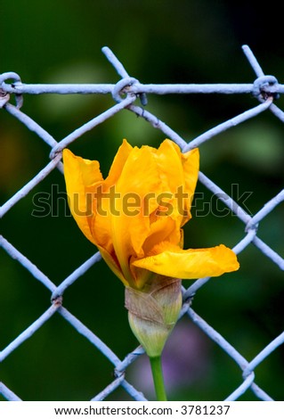 Flower against wire fence