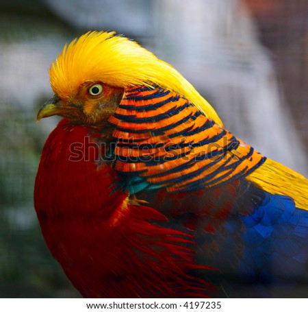 Exotic Birds on Exotic Bird Stock Photo 4197235   Shutterstock