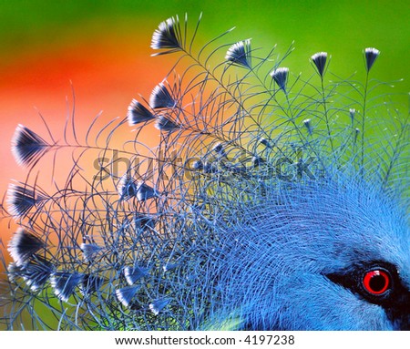Exotic Birds on Exotic Bird Stock Photo 4197238   Shutterstock