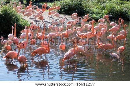 Group of flamingos fishing in the river