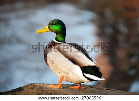 Duck by the pond