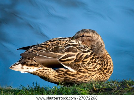 Duck by  the pond