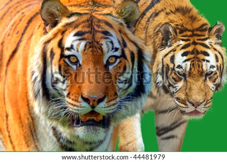 Two Tigers Panthera tigris altaica