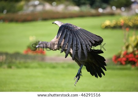 Very rare species of bird of prey - condor