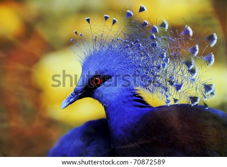 Exotic Bird (Goura Victoria)