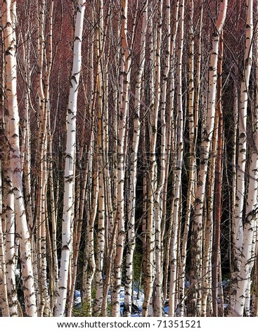 Birch forest in winter time