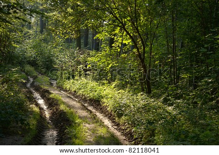 Muddy road through forest in Poland