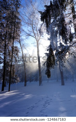 The sun\'s rays passing through the falling snow and tree branches. Winter park in snow and frost on a sunny day