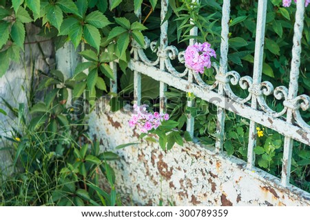 Flowers and old forged fence. Pink phlox