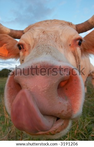 stock-photo-cow-tongue-3191206.jpg