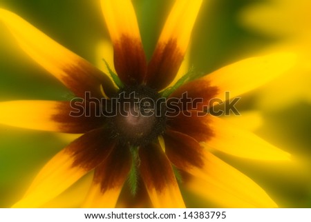 Black eyed susan flower radiating yellow energy