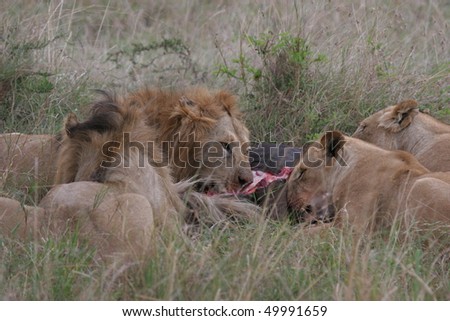 Group of lions laying in high grass (Masai Mara National Park).