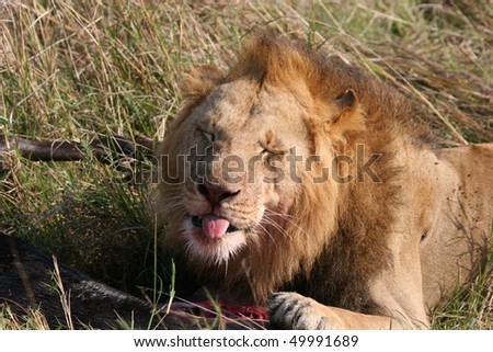 Male lion and prey animal in high grass. Looks like smiling.