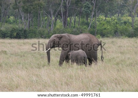 Elephant mother and cub walking through Serengeti NP