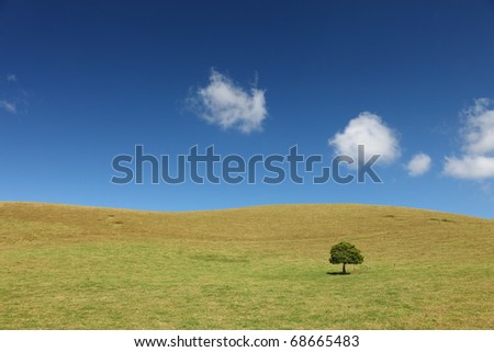 Lonely Tree on grassland at Big Island, Hawaii