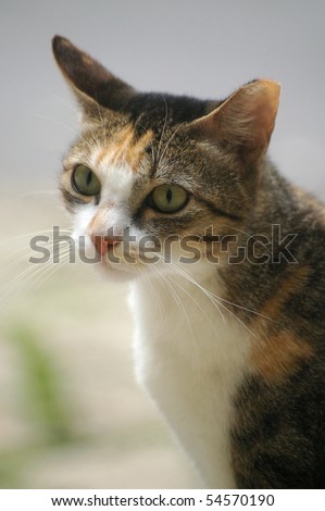 A lonely cat with sharp eyesight