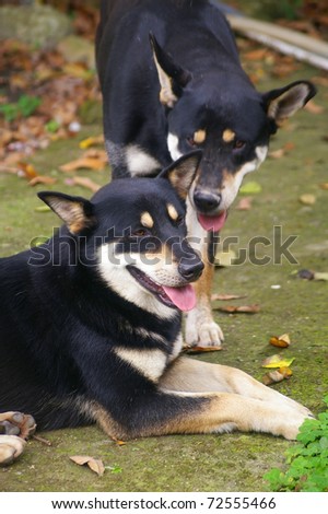 Two wolf dogs