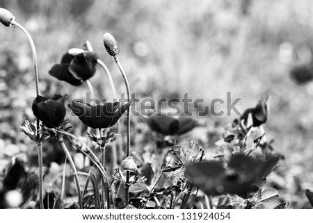 first spring flowers in the field, black and white photo