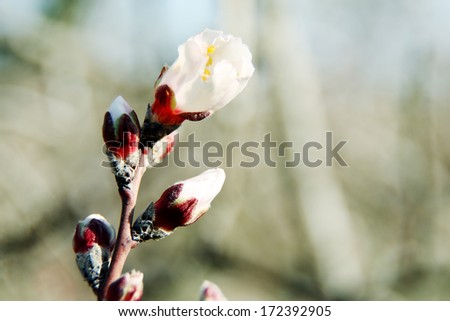 Blossoming buds on tree on bright background