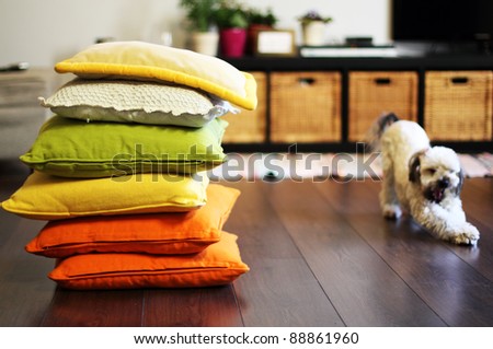 home environment. Colorful pillows, and dog. Soft focus.