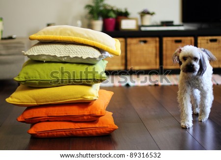 home environment. Colorful pillows and dog. Soft focus.