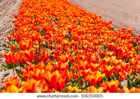 A flowerbed of orange flowering tulip bulbs in a Dutch field.
