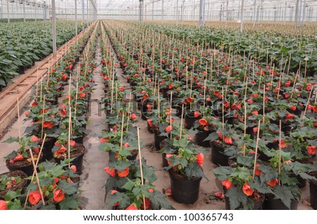 Red blooming Abutilon houseplants in a Dutch plant nursery.