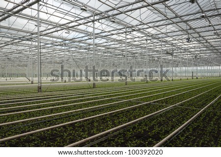 Young plants growing in a very large plant nursery in the Netherlands.