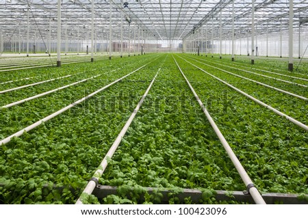 Young plants growing in a very large plant nursery in the Netherlands.